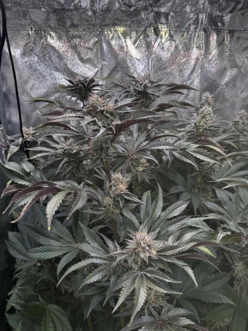 6 Plants,5 Strains (Ripper/Exotic Seeds). Week 12 - BW 7 Radical Juce #2