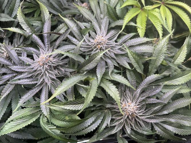 6 Plants,5 Strains (Ripper/Exotic Seeds). Week 12 - BW7 