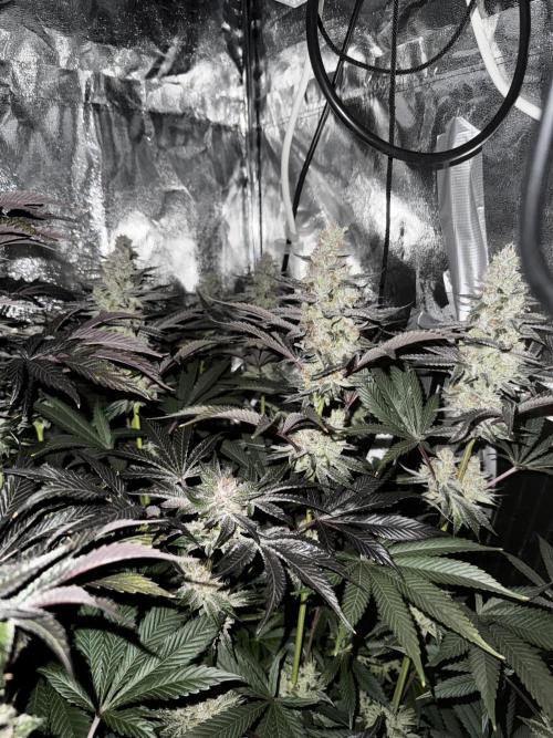 6 Plants,5 Strains (Ripper/Exotic Seeds). Week 13 - BW8 Radical Juce 