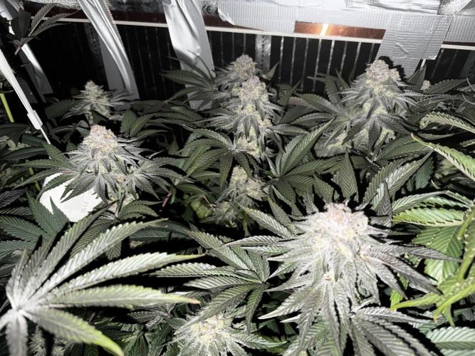 6 Plants,5 Strains (Ripper/Exotic Seeds). Week 13 - BW8