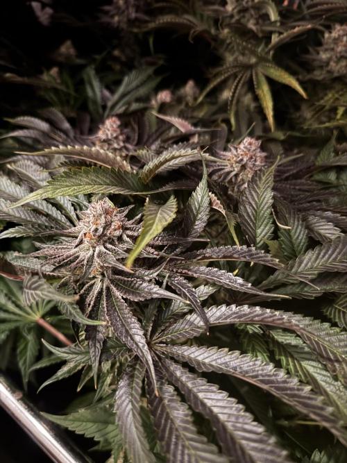 6 Plants,5 Strains (Ripper/Exotic Seeds). Week 13 - BW8