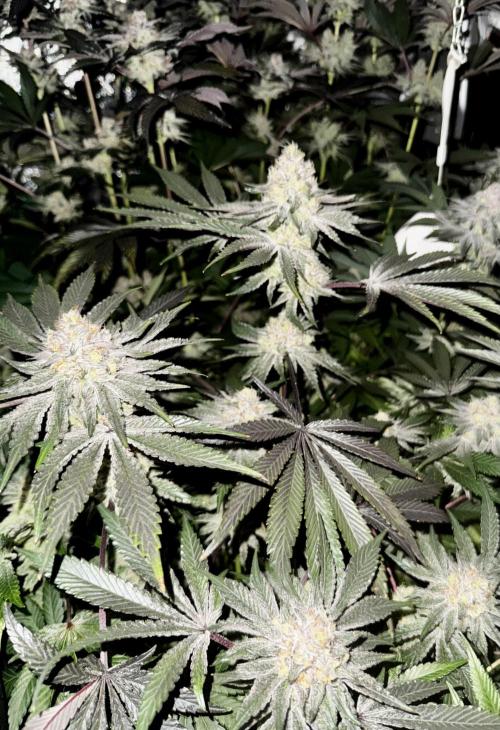 6 Plants,5 Strains (Ripper/Exotic Seeds). Week 13 - BW8 Shimo