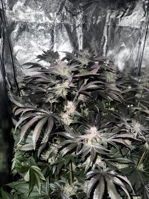 6 Plants,5 Strains (Ripper/Exotic Seeds). Week 13 - BW8 Radical Juce #2