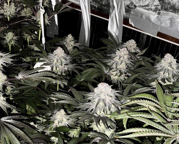 6 Plants,5 Strains (Ripper/Exotic Seeds). Week 13 - BW8 Zake