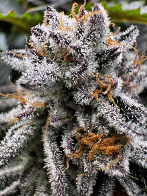 6 Plants,5 Strains (Ripper/Exotic Seeds). Week 13 - BW8