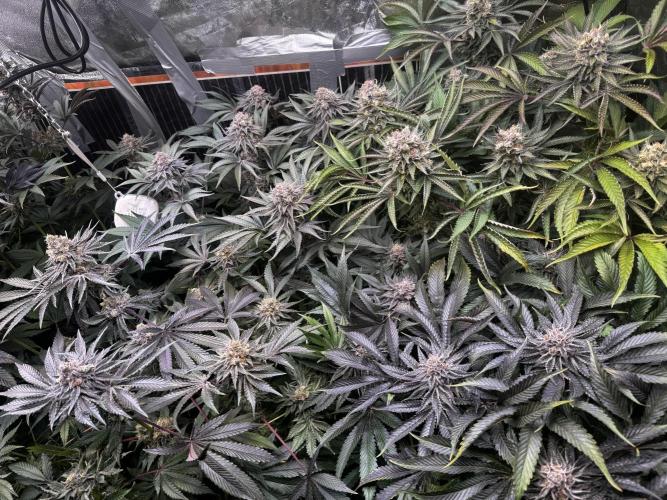 6 Plants,5 Strains (Ripper/Exotic Seeds). Week 14 - BW9