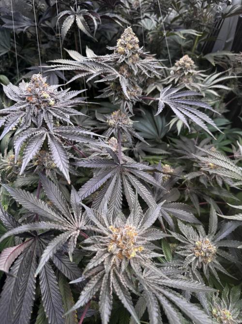 6 Plants,5 Strains (Ripper/Exotic Seeds). Week 14 - BW9