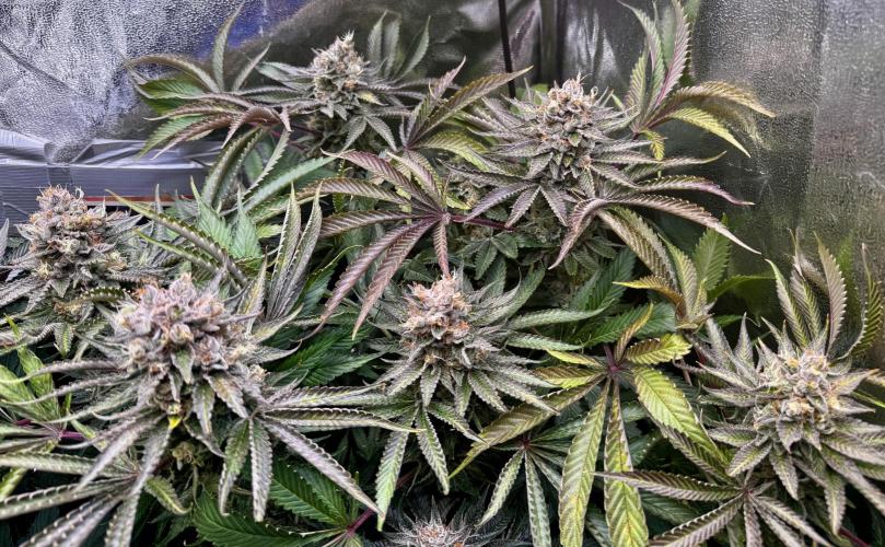 6 Plants,5 Strains (Ripper/Exotic Seeds). Week 14 - BW9