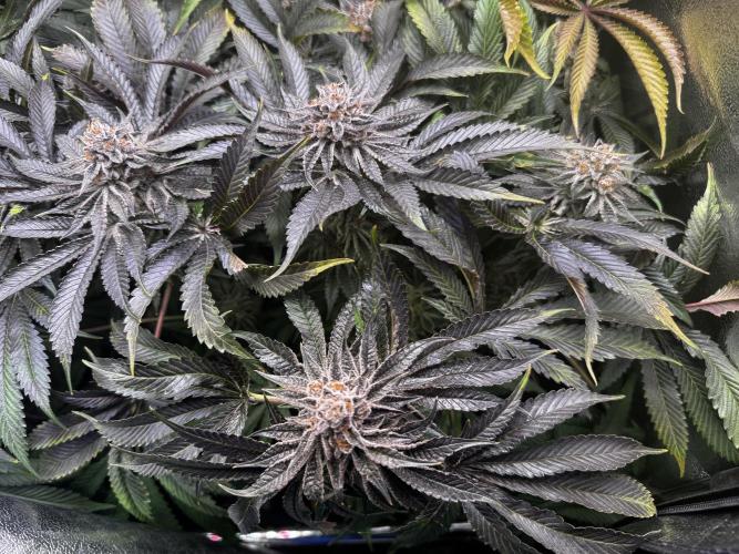 6 Plants,5 Strains (Ripper/Exotic Seeds). Week 14