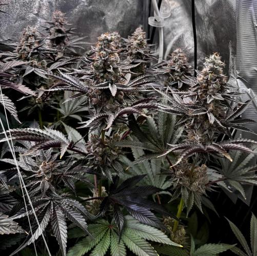 6 Plants,5 Strains (Ripper/Exotic Seeds). Week 14 - BW9