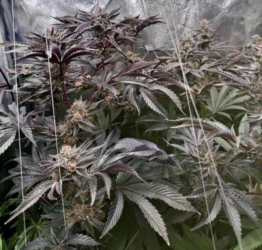 6 Plants,5 Strains (Ripper/Exotic Seeds). Week 14 - BW9