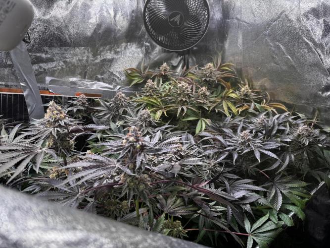 6 Plants,5 Strains (Ripper/Exotic Seeds). Week 15 - Last Week