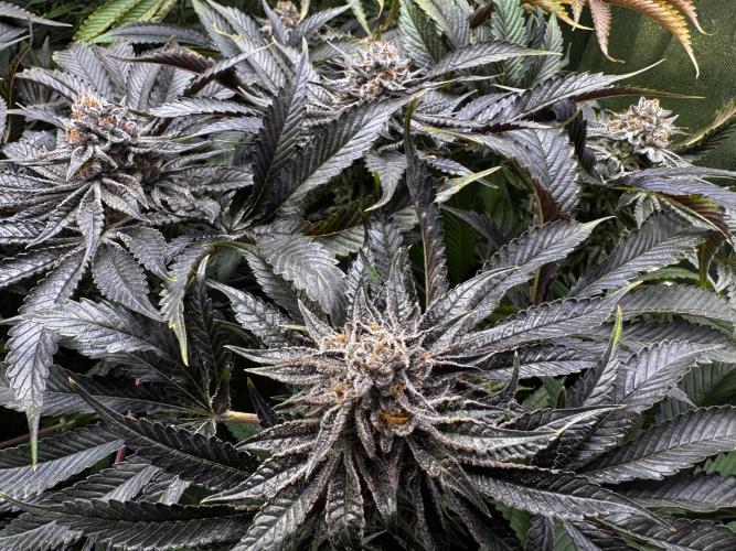 6 Plants,5 Strains (Ripper/Exotic Seeds). Week 15 - Last Week Dosidos x Purple Punch