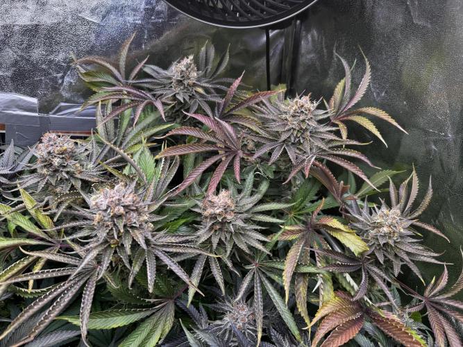 6 Plants,5 Strains (Ripper/Exotic Seeds). Week 15 - Last Week Melasana Cookies 