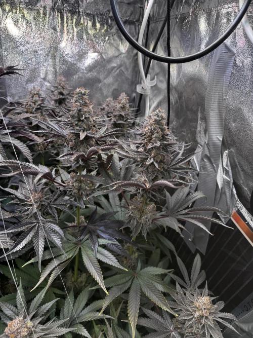 6 Plants,5 Strains (Ripper/Exotic Seeds). Week 15 - Last Week Radical Juce