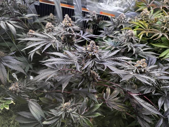 6 Plants,5 Strains (Ripper/Exotic Seeds). Week 15 - Last Week Shimo
