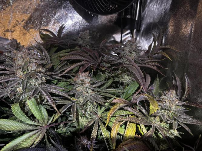 6 Plants,5 Strains (Ripper/Exotic Seeds). Week 16