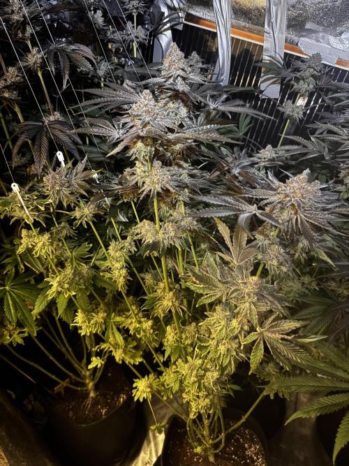 6 Plants,5 Strains (Ripper/Exotic Seeds). Week 16