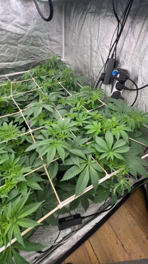 Zamnezia  2025 attempt : RUNTZ