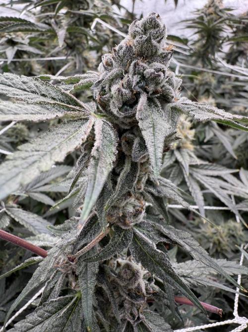 One light per 4x8 tent with UC. Week 7