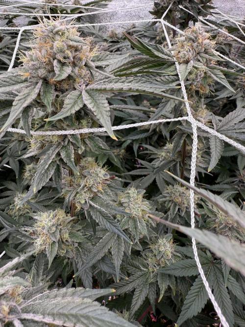 One light per 4x8 tent with UC. Week 7