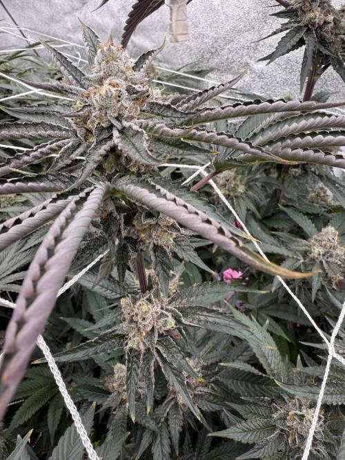 One light per 4x8 tent with UC. Week 7