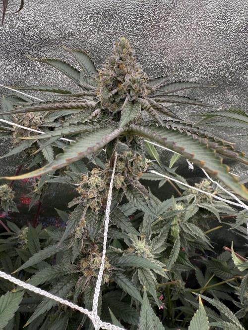 One light per 4x8 tent with UC. Week 7