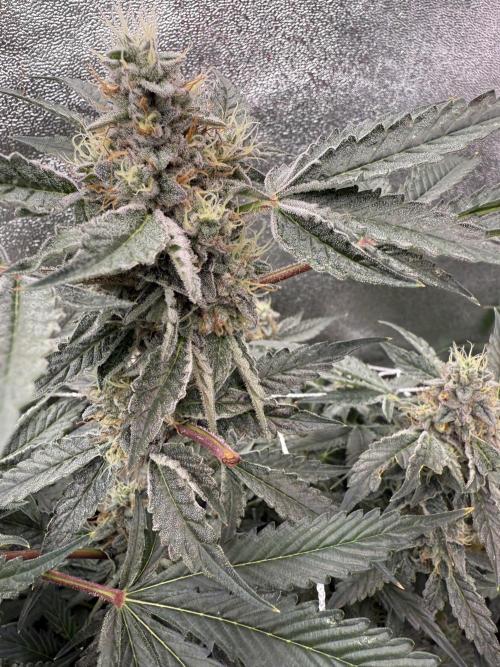 One light per 4x8 tent with UC. Week 7