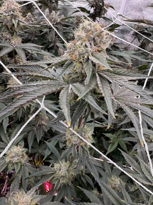 One light per 4x8 tent with UC. Week 7