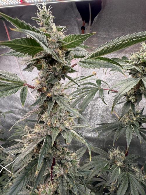 One light per 4x8 tent with UC. Week 7