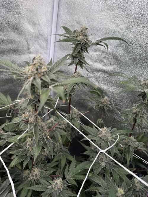 One light per 4x8 tent with UC. Week 7