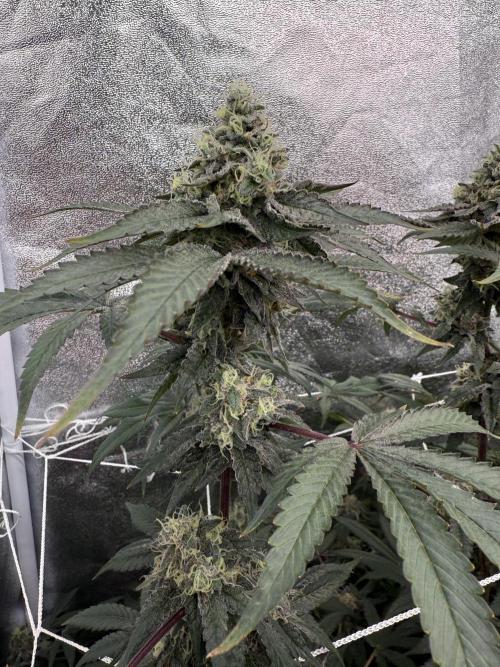 One light per 4x8 tent with UC. Week 7