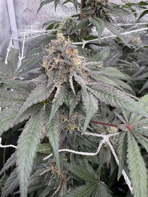 One light per 4x8 tent with UC. Week 7