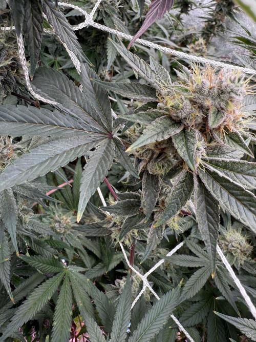 One light per 4x8 tent with UC. Week 7