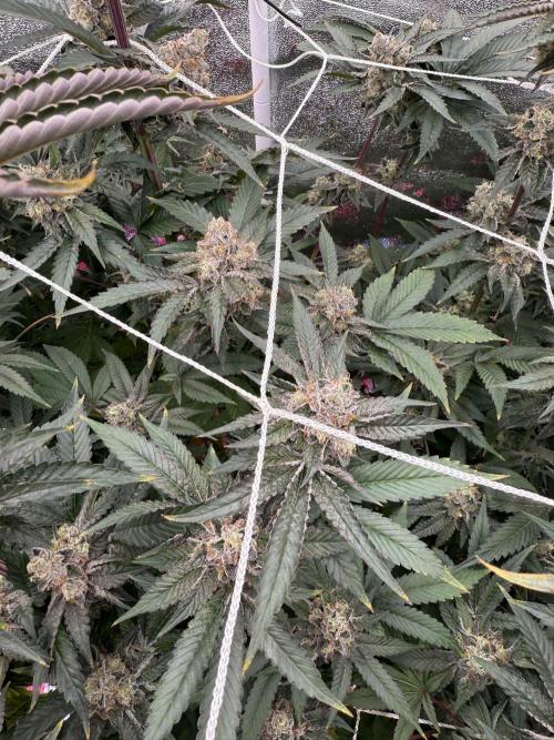 One light per 4x8 tent with UC. Week 7