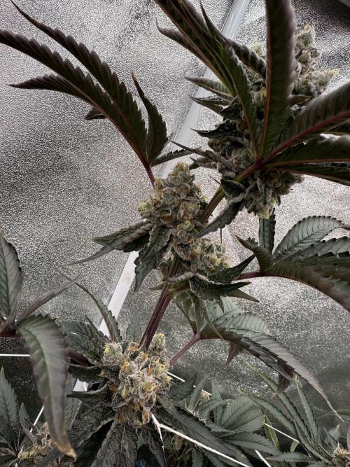 One light per 4x8 tent with UC. Week 7