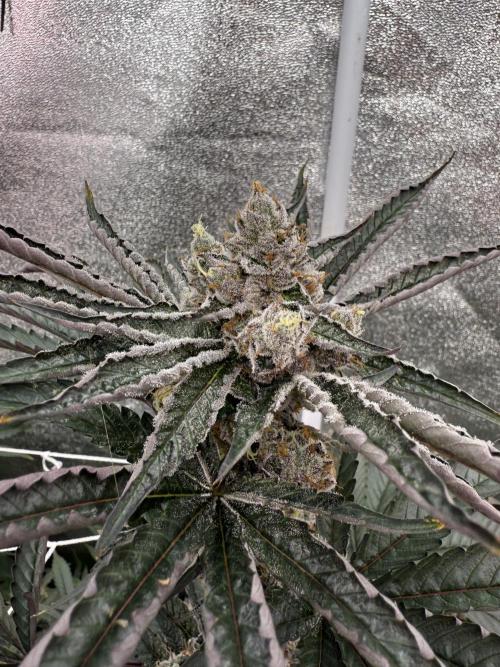 One light per 4x8 tent with UC. Week 7