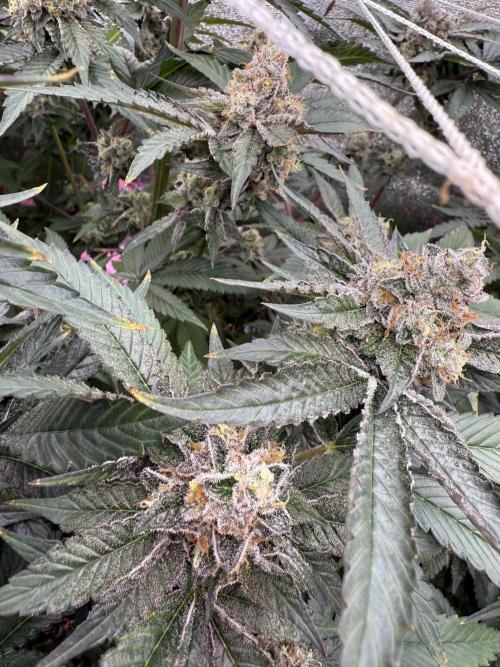 One light per 4x8 tent with UC. Week 7