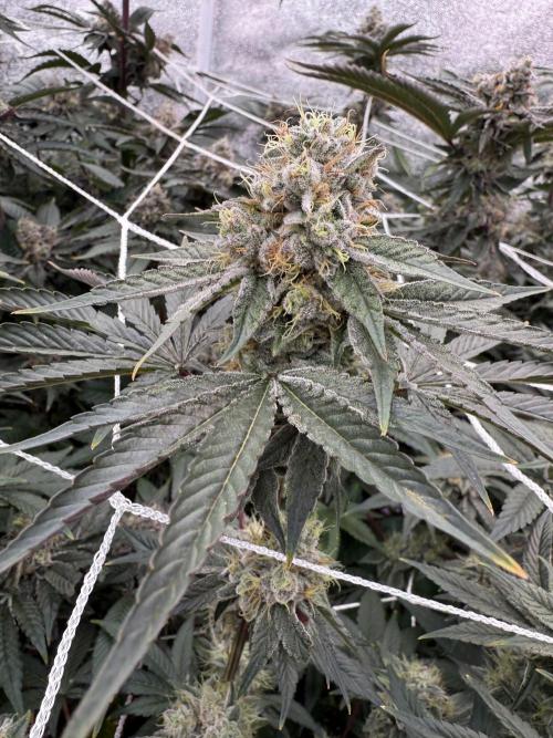 One light per 4x8 tent with UC. Week 7