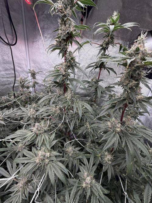 One light per 4x8 tent with UC. Week 7