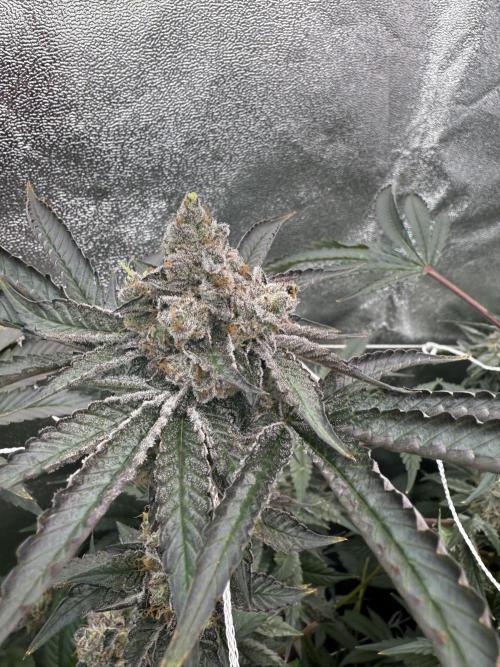 One light per 4x8 tent with UC. Week 8