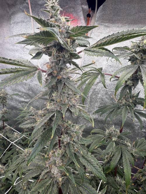 One light per 4x8 tent with UC. Week 8