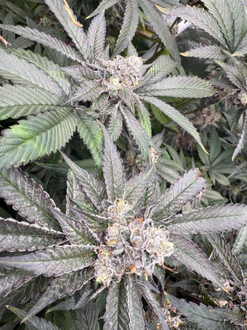 One light per 4x8 tent with UC. Week 8