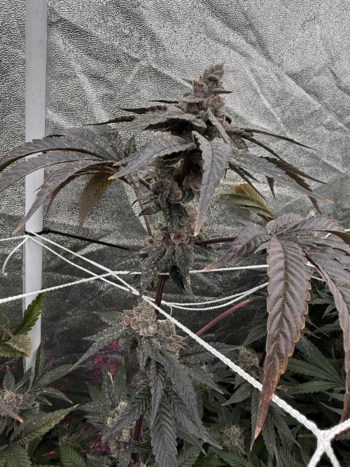 One light per 4x8 tent with UC. Week 9