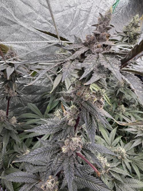 One light per 4x8 tent with UC. Week 9