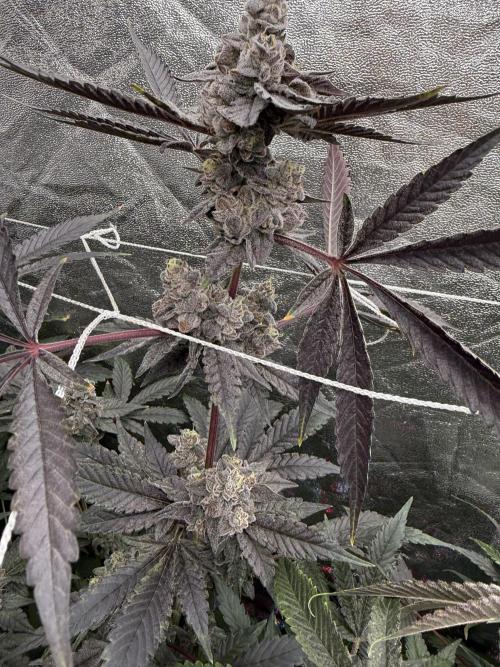 One light per 4x8 tent with UC. Week 9