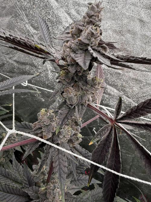 One light per 4x8 tent with UC. Week 9