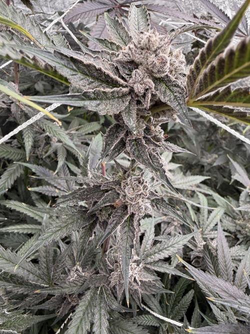 One light per 4x8 tent with UC. Week 9