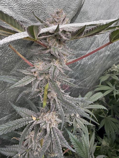 One light per 4x8 tent with UC. Week 9