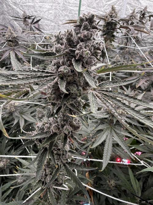 One light per 4x8 tent with UC. Week 9